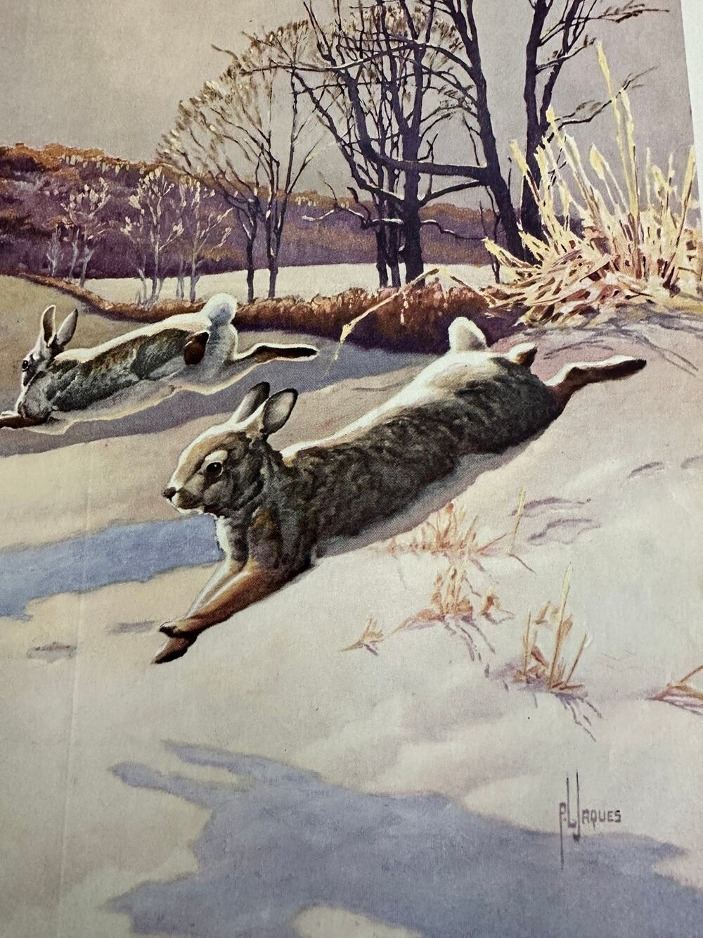The Cottontail Rabbit by Francis Lee Jaques Winter Art Print ~ 260509-WH 173